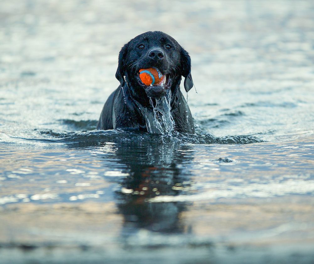 Must Be Something in the Water